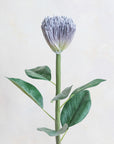 Faux Pincushion Protea 27"