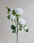 Climbing Roses Real Feel 35"