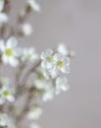 Waxflower Silk 31"