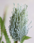 Faux Banksia 27"