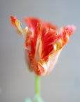Faux Parrot Tulip 27"