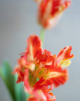 Faux Parrot Tulip 27"