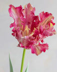 Faux Parrot Tulip 27"