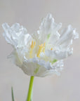 Faux Parrot Tulip 27"