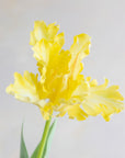 Faux Parrot Tulip 27"