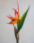 Faux Bird of Paradise 31"