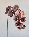 Phalaenopsis Orchids Silk 37"