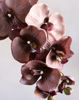 Phalaenopsis Orchids Silk 37"