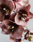 Phalaenopsis Orchids Silk 37"