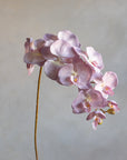 Phalaenopsis Orchids Silk 37"