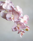 Phalaenopsis Orchids Silk 37"