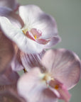 Phalaenopsis Orchids Silk 37"