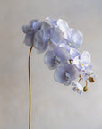 Phalaenopsis Orchids Silk 37"