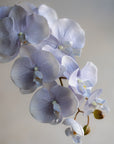 Phalaenopsis Orchids Silk 37"