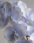 Phalaenopsis Orchids Silk 37"