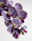 Phalaenopsis Orchids Silk 37"