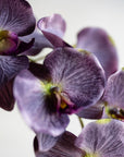 Phalaenopsis Orchids Silk 37"