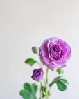 Ranunculus Clooney Real Touch 20"