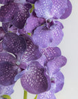 Vanda Orchids Real Feel 32"