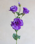 Lisianthus Silk 26"
