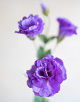 Lisianthus Silk 26"