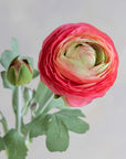Ranunculus Silk 19"