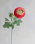 Ranunculus Silk 19"