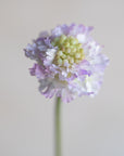 Scabiosa Scoop Silk 23"