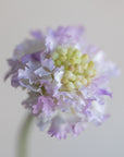 Scabiosa Scoop Silk 23"