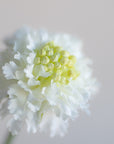 Scabiosa Scoop Silk 23"