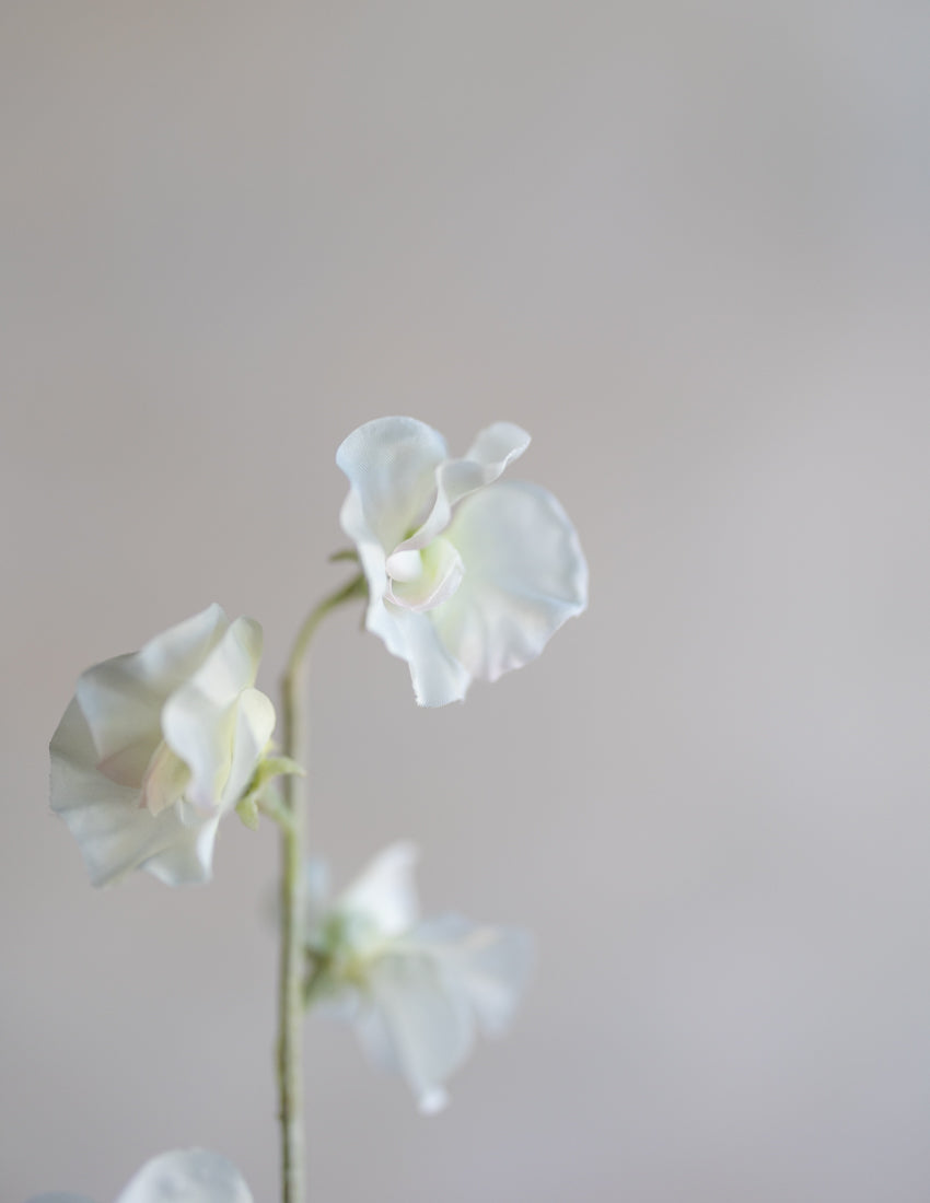 ✨ 極美品 ゼクシィ掲載完売品✨フルア flua white sweet pea White Sweet Pea Flowers | Fresh Wedding Flowers | Flower Moxie