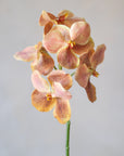Vanda Orchids Silk 25"