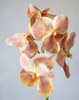 Vanda Orchids Silk 25"
