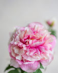 Peonies Silk 27.5"