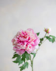 Peonies Silk 27.5"