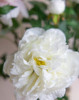 Peonies Silk 27.5"