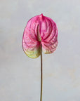 Faux Anthurium 25"