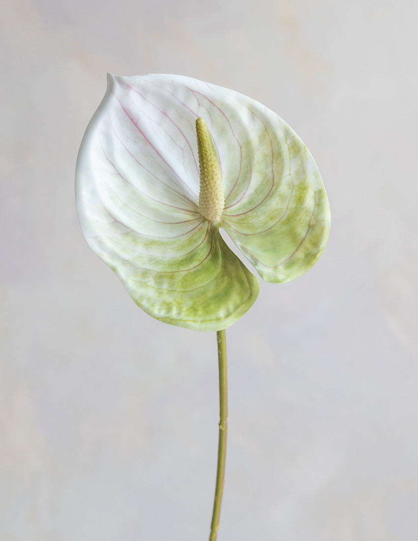 anthurium fake Faux Anthurium 25
