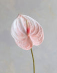Faux Anthurium 25"