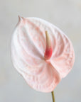 Faux Anthurium 25"