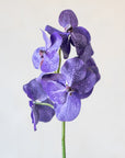 Vanda Orchids Silk 23.5"
