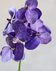 Vanda Orchids Silk 23.5"