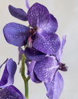 Vanda Orchids Silk 23.5"