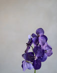 Vanda Orchids Silk 23.5"