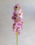 Vanda Orchids Real Feel 30"