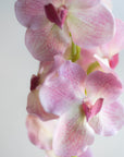 Vanda Orchids Real Feel 30"
