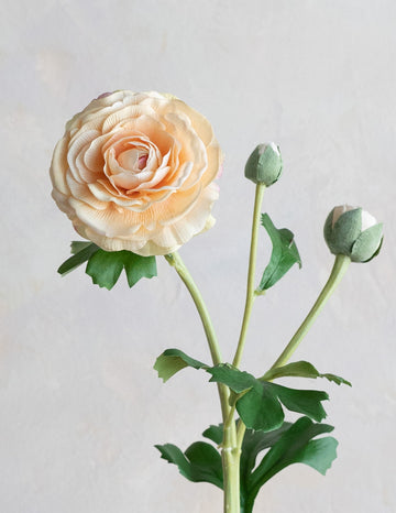 Ranunculus Clooney Real Touch 20"