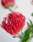 Faux Pincushion Protea 29.5"