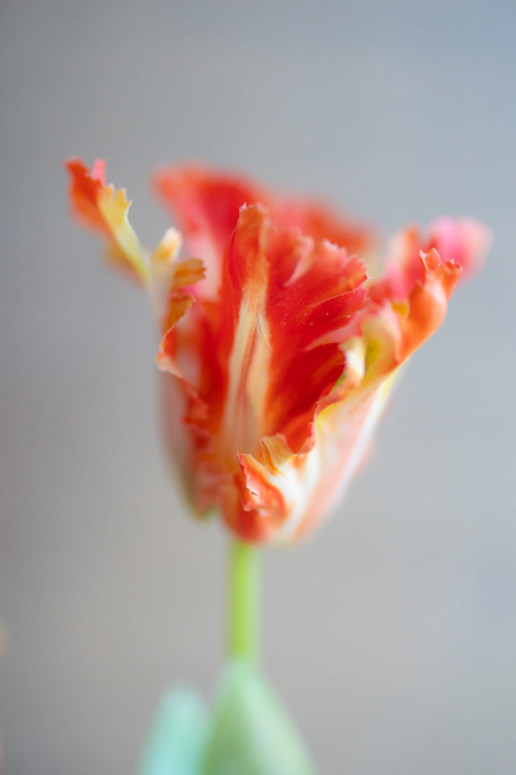 Faux Parrot Tulip 27"