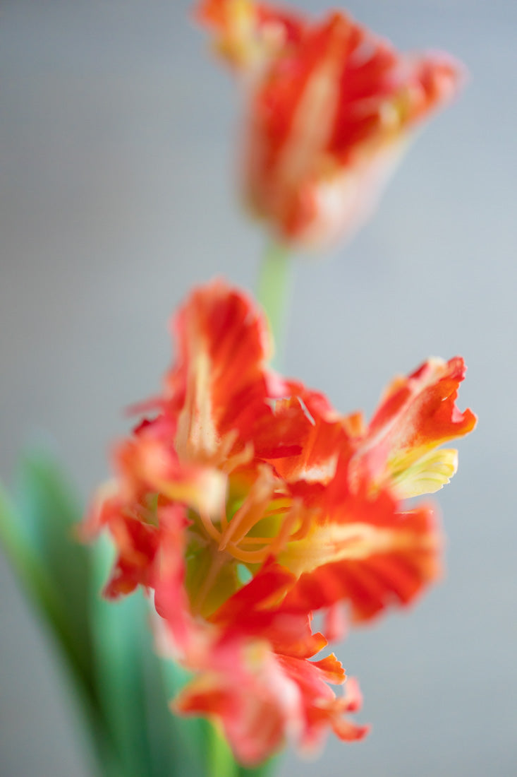 Artificial Tulip Flower | Flaming Orange & Elements By Tracey